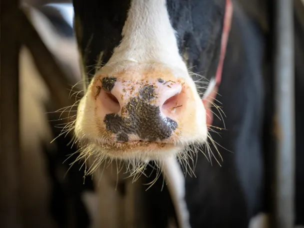 Nahaufnahme Rindermaul Nahaufnahme Rindermaul