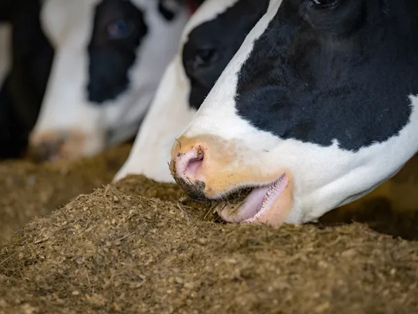 Rind am Fressen Nahaufnahme Rind am Fressen Nahaufnahme