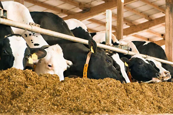 Milchkühe am Futtertisch Milchkühe am Futtertisch