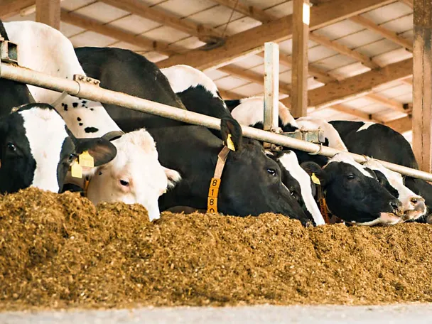 Milchkühe am Futtertisch Milchkühe am Futtertisch