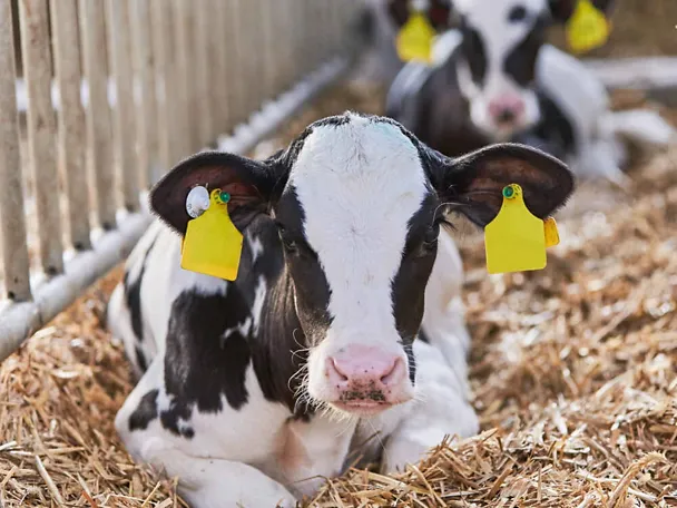 Kalb im Stroh Kalb im Stroh