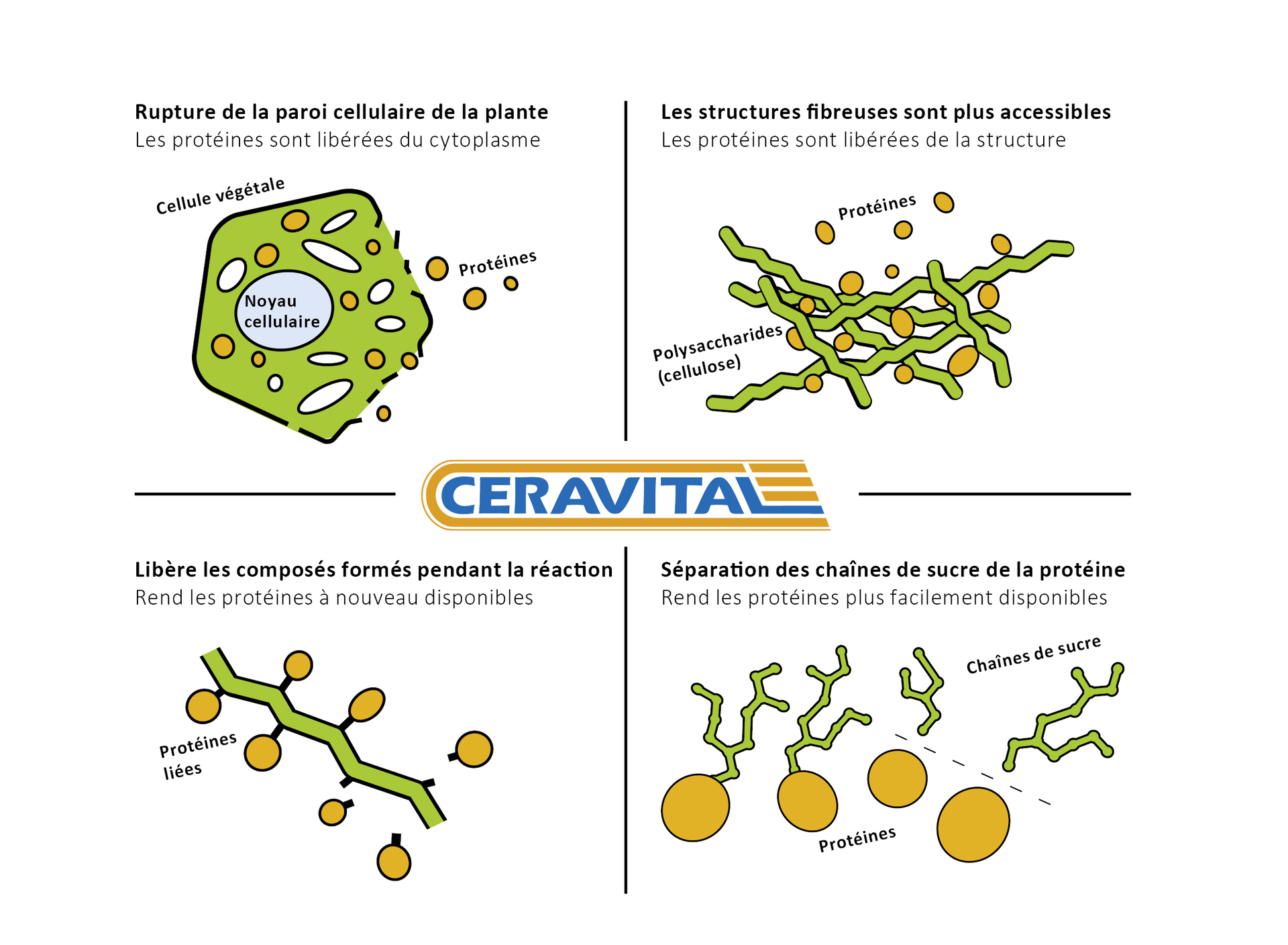 Effet de CERAVITAL XP Effet de CERAVITAL XP