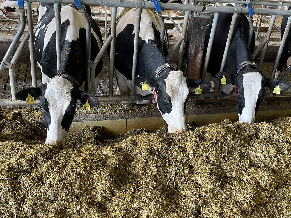 Milchkühe auf Gut Hülsenberg Milchkühe auf Gut Hülsenberg