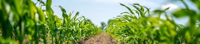 Junge Maispflanzen im Feld Junge Maispflanzen im Feld